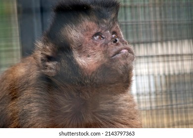 the black capped capuchin is a monkey that lives in troops