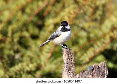 Black Capped Chickadee