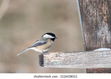 Black capped chickadee at a feeders in winter in the Cap-Tourmente National Wildlife Area situated on the Beaupre cost at Saint-Joachim (Quebec, Canada).