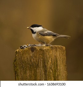 A black capped chickadee with a peanut in its beak. It had the choice of sunflower seeds or peanuts, and it chose the peanut.