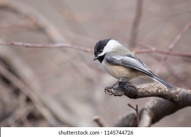 Black Capped Chickadee Perched On Branch