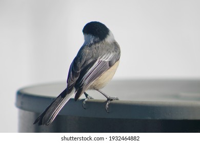A Black Capped Chickadee Perched On A Heated Bird Bath And Looking To The Left.  The Bird Has Gray Wings And A Black Patch On Its Head. The Songbird's Back Faces The Camera While Drinking Water.