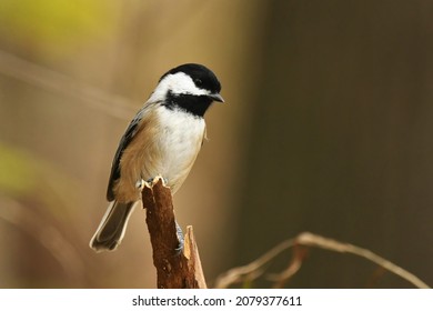 Black capped chickadee perched on a broken limb in a forest in Michigan.