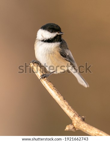 Black capped chickadee perched on a branch.