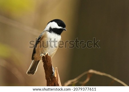 Black capped chickadee perched on a broken limb in a forest in Michigan.