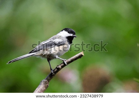 Black Capped Chickadee perched on wood