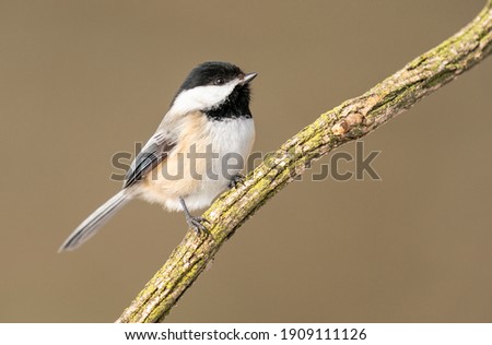 Black capped chickadee perching on branch.