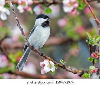 A black capped chickadee singing amongst the blooms.