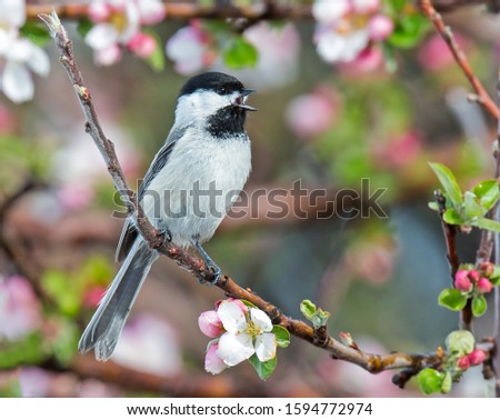 A black capped chickadee singing amongst the blooms.