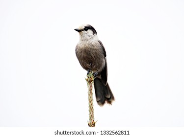 Black Capped Chickadee Sitting Atop A Subalpine Fir Tree