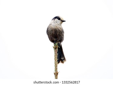 Black Capped Chickadee Sitting Atop A Subalpine Fir Tree