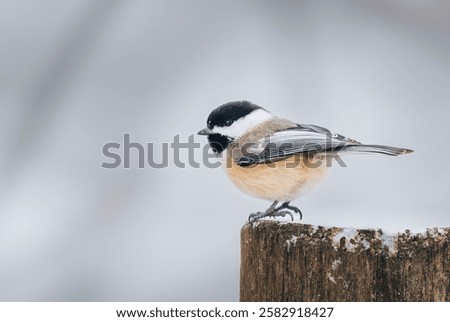 Black capped chickadee in winter