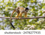 Black capped squirrel monkey, Saimiri boliviensis, climbing on a rope. A New World monkey native to the upper Amazon basin in Bolivia, western Brazil and eastern Peru.