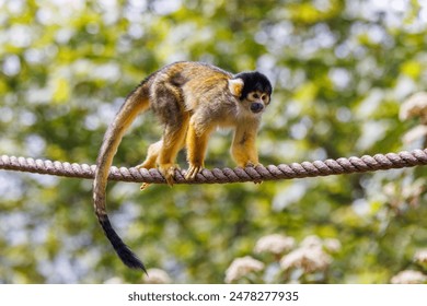 Black capped squirrel monkey, Saimiri boliviensis, climbing on a rope. A New World monkey native to the upper Amazon basin in Bolivia, western Brazil and eastern Peru. - Powered by Shutterstock