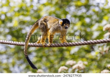 Black capped squirrel monkey, Saimiri boliviensis, climbing on a rope. A New World monkey native to the upper Amazon basin in Bolivia, western Brazil and eastern Peru.