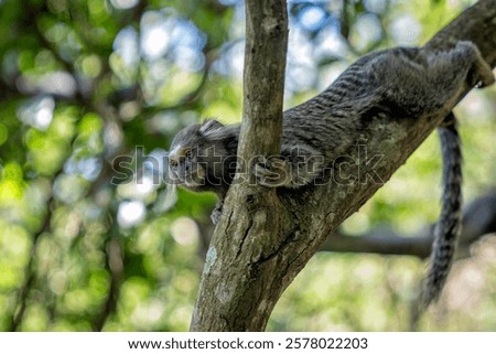 Black capuchin monkey climbing a tree in the Tijuca forest, Rio de Janeiro