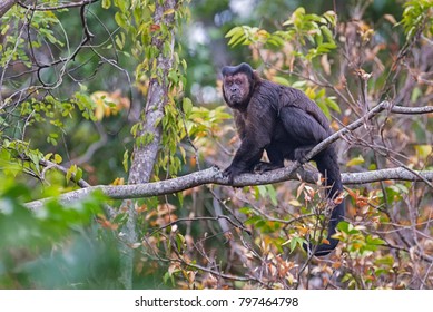 Black Capuchin Monkey In Itarana, Espirito Santo, Brazil, Before The Yellow Fever Outbreak.