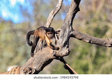 A Black Capuchin On A Tree