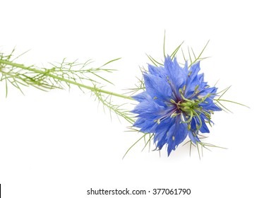 Black Caraway Flower Isolated On White Background