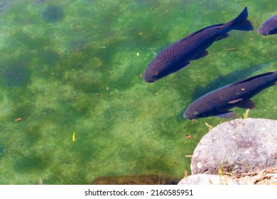 Black Carp Swimming In The Pond