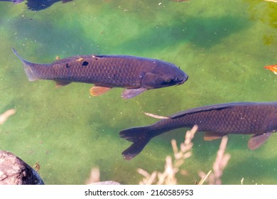 Black Carp Swimming In The Pond