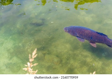 Black Carp Swimming In The Pond