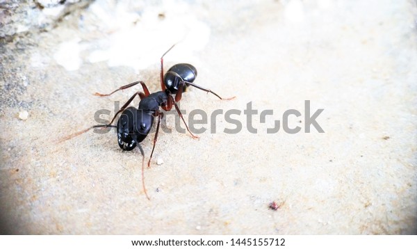 A Black Carpenter ant\
front view moving around isolated macro photography - Left side of\
Photo