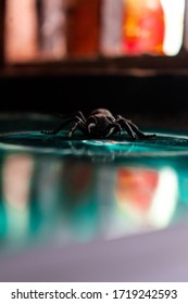 Black Carpenter Ant Inside House With Reflection In Shiny Surface.