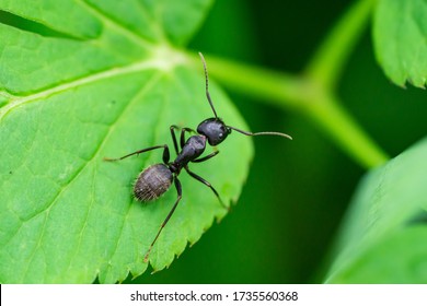 Black Carpenter Ant On Leaf