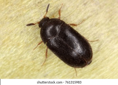 The black carpet beetle Attagenus unicolor Dermestidae family common home pest