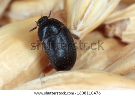 The black carpet beetle Attagenus unicolor Dermestidae family common home pest.