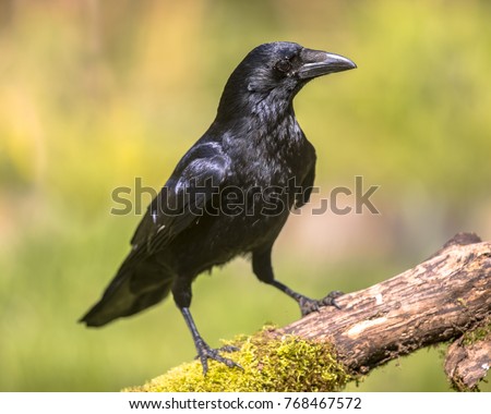 Black Carrion Crow (Corvus corone) perched on mossy log and looking for food on sunny day