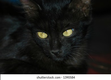 black cat