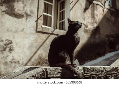Black cat