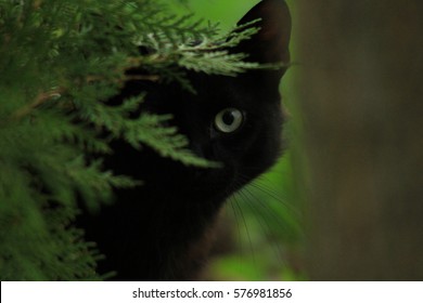 black cat