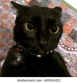 Black cat. 