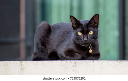 black cat