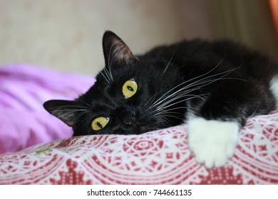 Black Cat