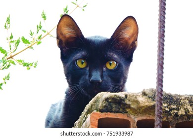Black cat