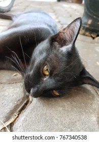 the black cat
