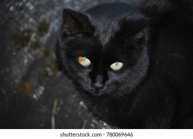 the black cat