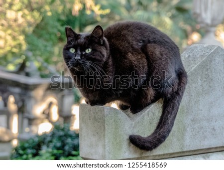 A black cat above a grave