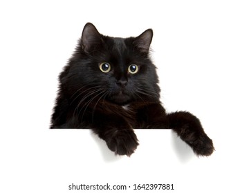 Black Cat above white banner. Cute kitten with empty blank board. Funny pet showing placard with space for text. Isolated on white background.