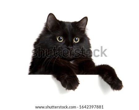 Black Cat above white banner. Cute kitten with empty blank board. Funny pet showing placard with space for text. Isolated on white background.