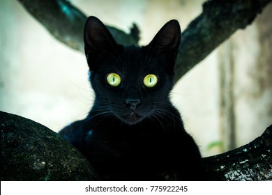 black cat always alert