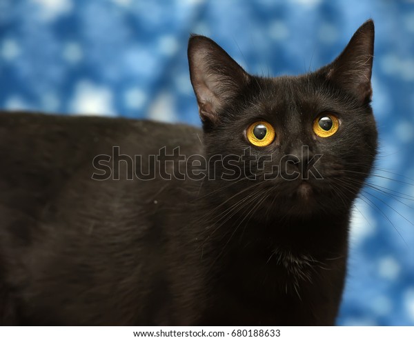 Black Cat Amber Eyes On Blue Stock Photo Edit Now