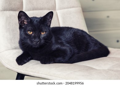 A black cat with amber eyes and shiny fur is lying at home
