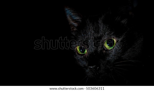 Schwarze Katze Schwarzer Hintergrund Stockfoto Jetzt Bearbeiten