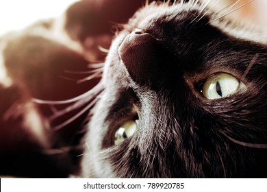 Black Cat Basking in the Sunlight