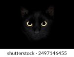 Black cat with big bright eyes sneaks in the dark. Hunter. Halloween. Looking into the camera.